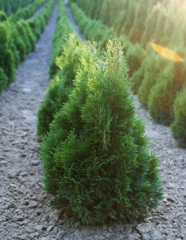Туя западная Мики (Thuja occidentalis 'Miky')