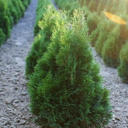 Туя западная Мики (Thuja occidentalis 'Miky')
