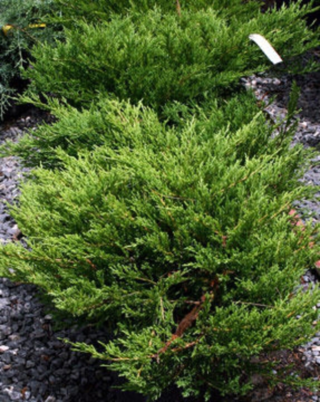 Можжевельник горизонтальный Плюмоза (Juniperus horizontalis 'Plumosa')