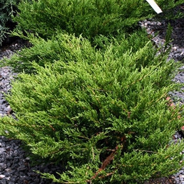 Можжевельник горизонтальный Плюмоза (Juniperus horizontalis 'Plumosa')