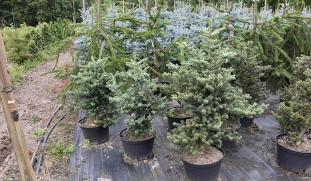 Пихта корейская Блауэр Пфифф (Abies koreana 'Blauer Pfiff')