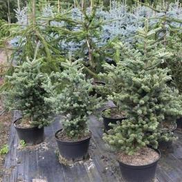 Пихта корейская Блауэр Пфифф (Abies koreana 'Blauer Pfiff')