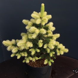 Ель колючая Майголд (Picea pungens 'Maigold')