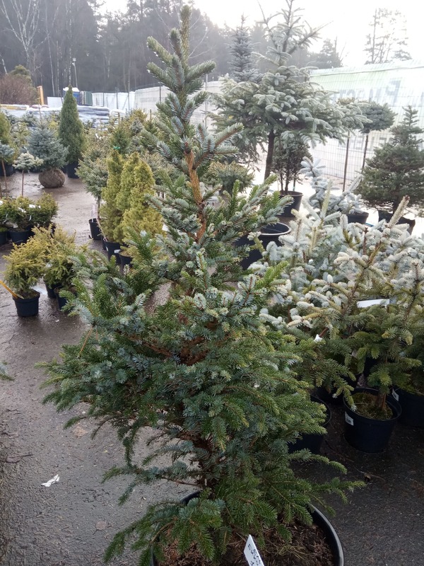Ель обыкновенная Биколор (Picea abies 'Bicolor')