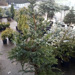 Ель обыкновенная Биколор (Picea abies 'Bicolor')