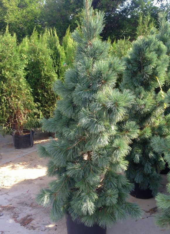 Сосна гибкая Чезарини Блю (Pinus flexilis 'Cesarini Blue')