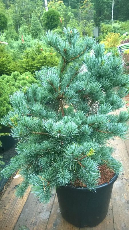 Сосна мелкоцветковая Блауэр Энгель (Pinus parviflora 'Blauer Engel')