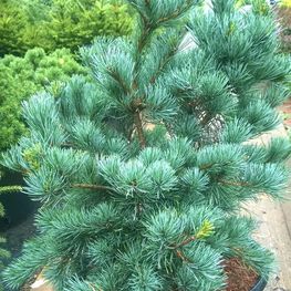 Сосна мелкоцветковая Блауэр Энгель (Pinus parviflora 'Blauer Engel')