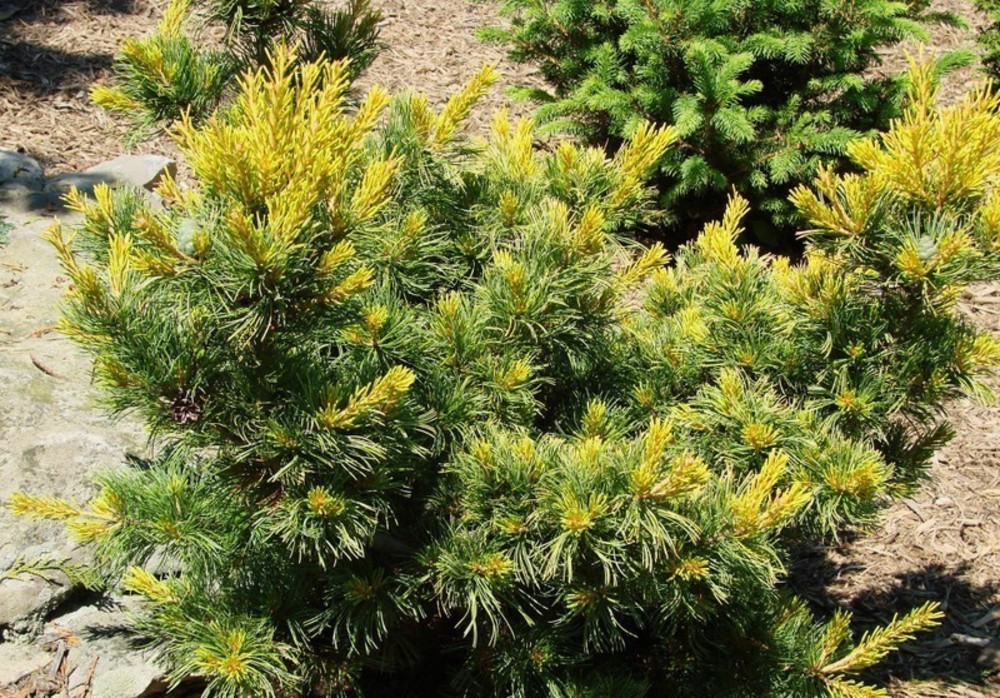 Сосна мелкоцветковая Фукаи (Pinus parviflora 'Fukai')