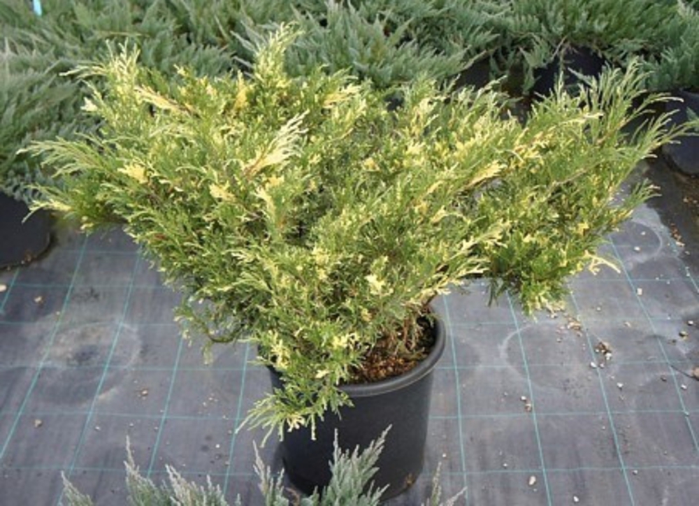 Можжевельник казацкий Вариегата (Juniperus sabina 'Variegata')