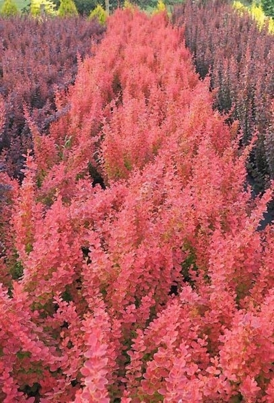 Барбарис Тунберга Венис (Berberis thunbergii 'Venice')