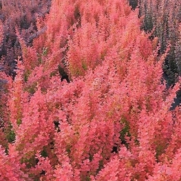 Барбарис Тунберга Венис (Berberis thunbergii 'Venice')