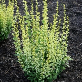 Барбарис Тунберга Силвер Пиллар (Berberis thunbergii 'Silver Pillar')