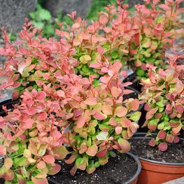 Барбарис Тунберга Корал (Berberis thunbergii 'Coral')