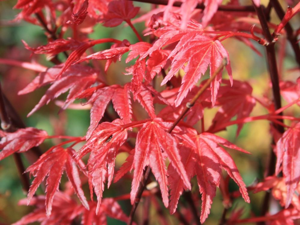 Клен пальмолистный Дешоджо (Acer palmatum 'Deshojo')