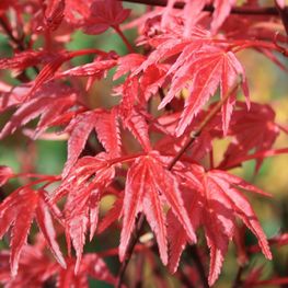 Клен пальмолистный Дешоджо (Acer palmatum 'Deshojo')