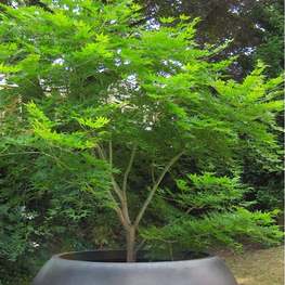 Клен пальмолистный Эмеральд Лейс (Acer palmatum 'Emerald Lace')