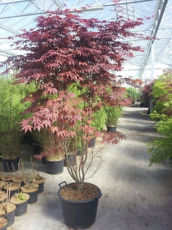 Клен пальмолистный Феникс (Acer palmatum 'Phoenix')