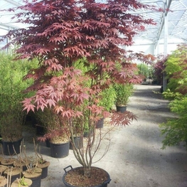 Клен пальмолистный Феникс (Acer palmatum 'Phoenix')