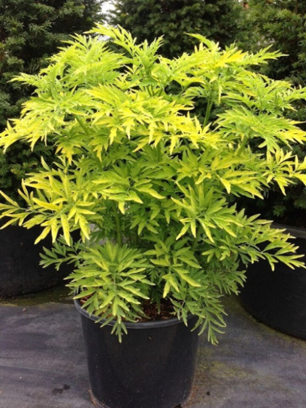 Бузина черная Голден Тауэр (Sambucus nigra 'Golden Tower')