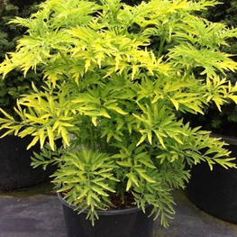 Бузина черная Голден Тауэр (Sambucus nigra 'Golden Tower')