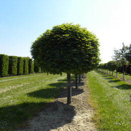 Клен остролистный (Acer platanoides)