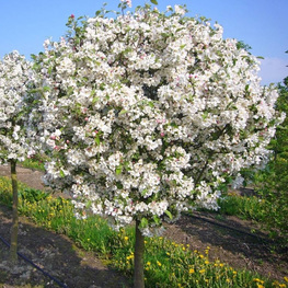Яблоня декоративная Эверест (Malus 'Evereste')
