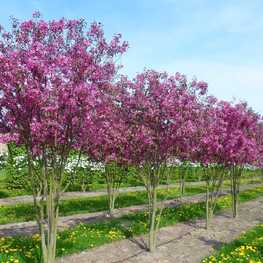 Яблоня декоративная (Malus)