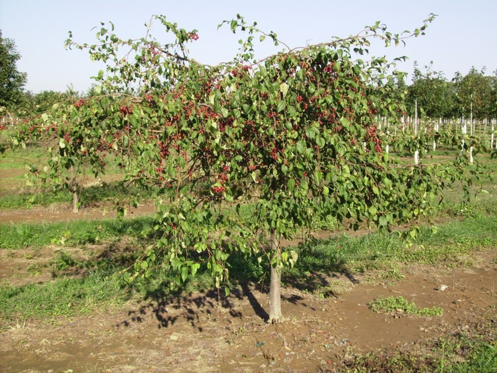 Декоративная яблоня пендула Ред Жад (Malus 'Red Jade')