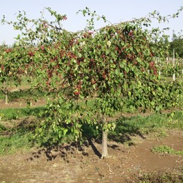 Декоративная яблоня пендула Ред Жад (Malus 'Red Jade')