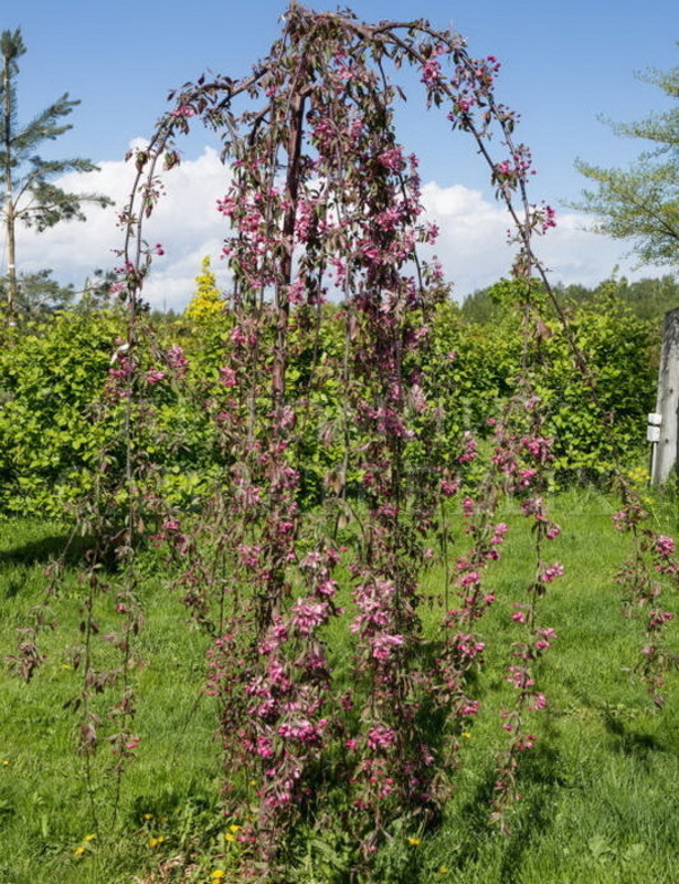 Декоративная яблоня пендула Челз Випинг (Malus 'Cheal\'s Weeping')