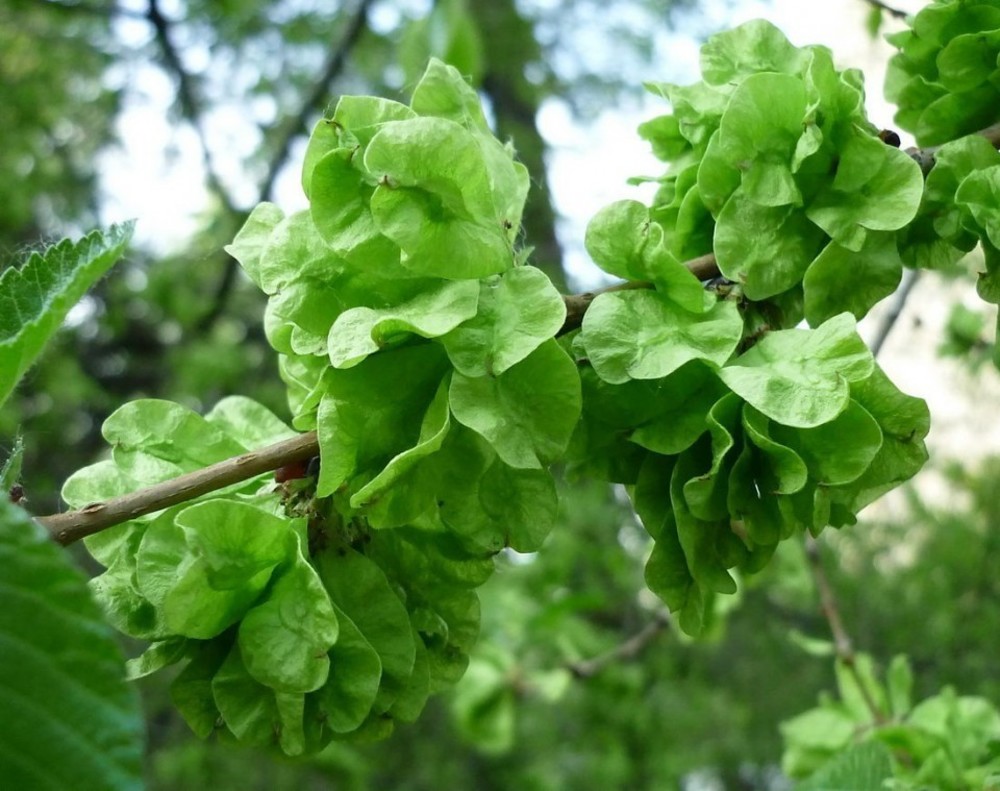 Вяз малый (Ulmus minor)
