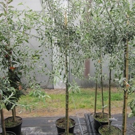 Декоративная груша иволистная Пендула (Pyrus salicifolia 'Pendula')