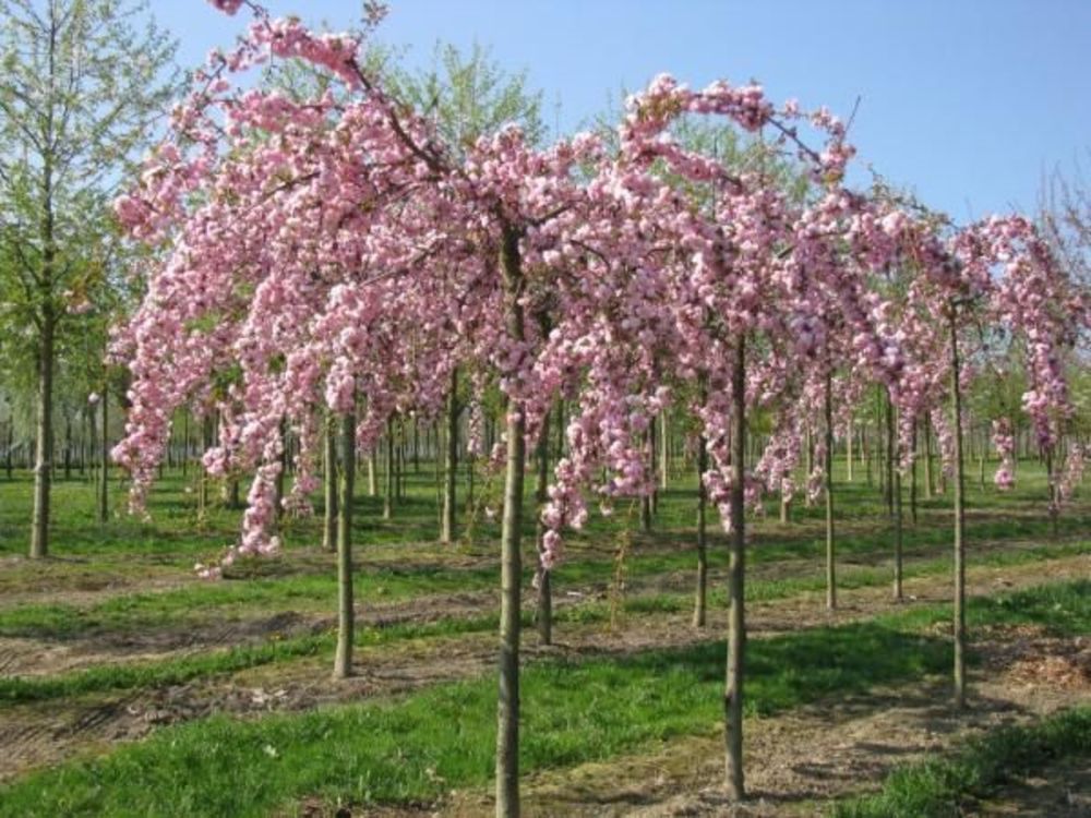 Вишня мелкопильчатая Кику-шидаре-закура (Prunus serrulata 'Kiku-shidare-zakura')