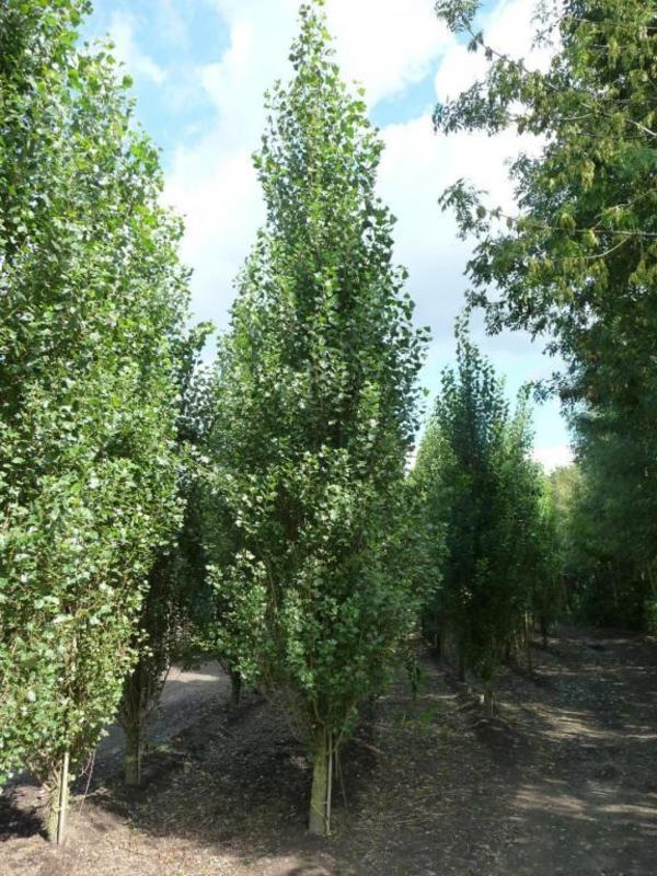 Тополь черный Италика (Populus nigra 'Italica')