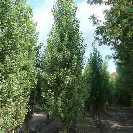 Тополь черный Италика (Populus nigra 'Italica')