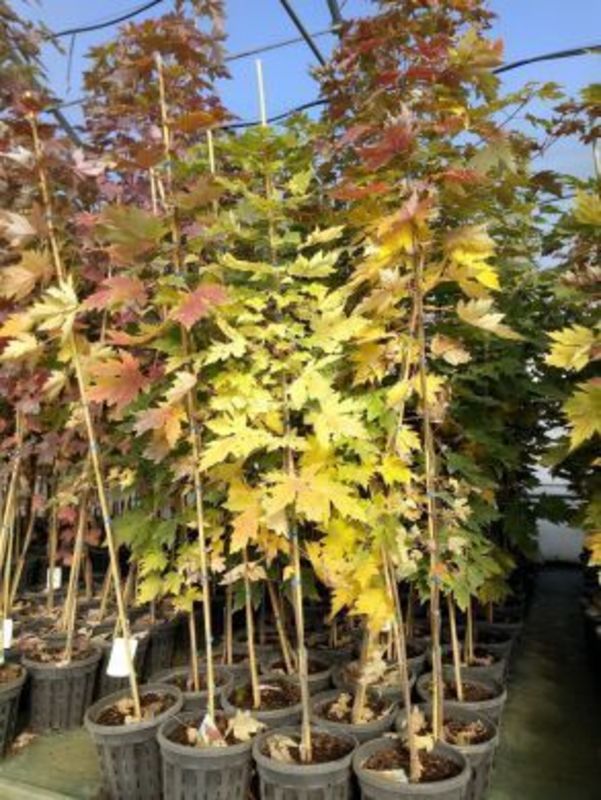 Клен Фримана Селебрейшн (Acer x freemanii 'Celebration')