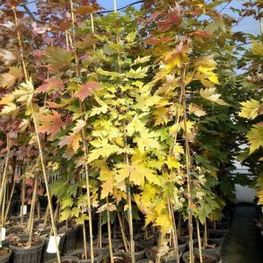 Клен Фримана Селебрейшн (Acer x freemanii 'Celebration')