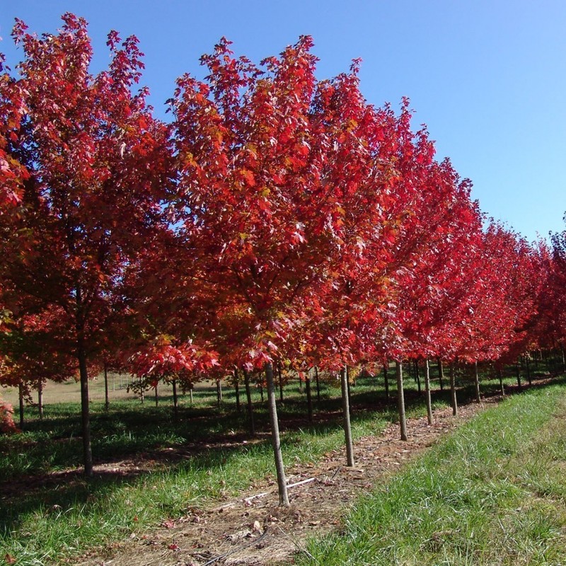 Клен Фримана Отом Фентази (Acer x freemanii 'Autumn Fantasy')