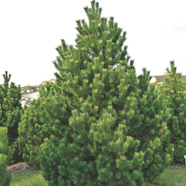 Сосна горная Колумнарис (Pinus mugo 'Columnaris')