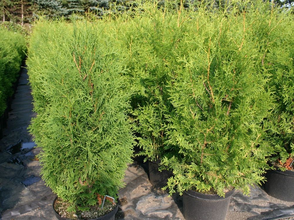 Туя западная Брабант (Thuja occidentalis 'Brabant') Extra