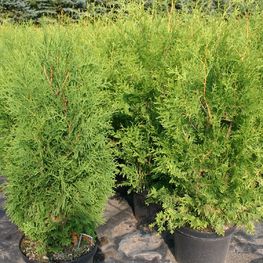 Туя западная Брабант (Thuja occidentalis 'Brabant') Extra