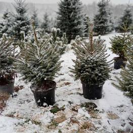 Ель европейская (Picea abies)