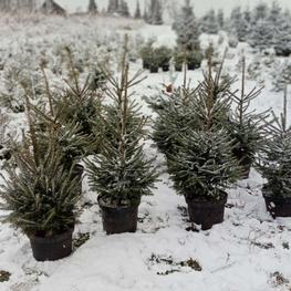 Ель европейская (Picea abies)