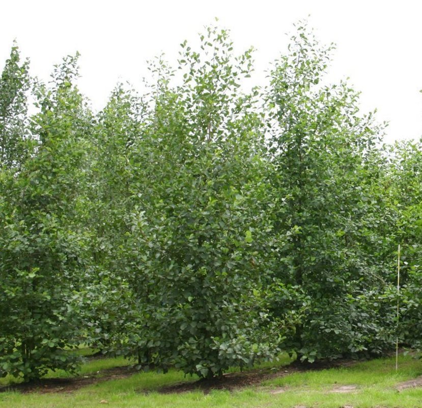 Ольха черная (Alnus glutinosa)