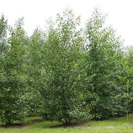 Ольха черная (Alnus glutinosa)