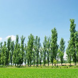 Тополь Башкирский пирамидальный (Populus 'Bashkirskaja Piramidalnaja')