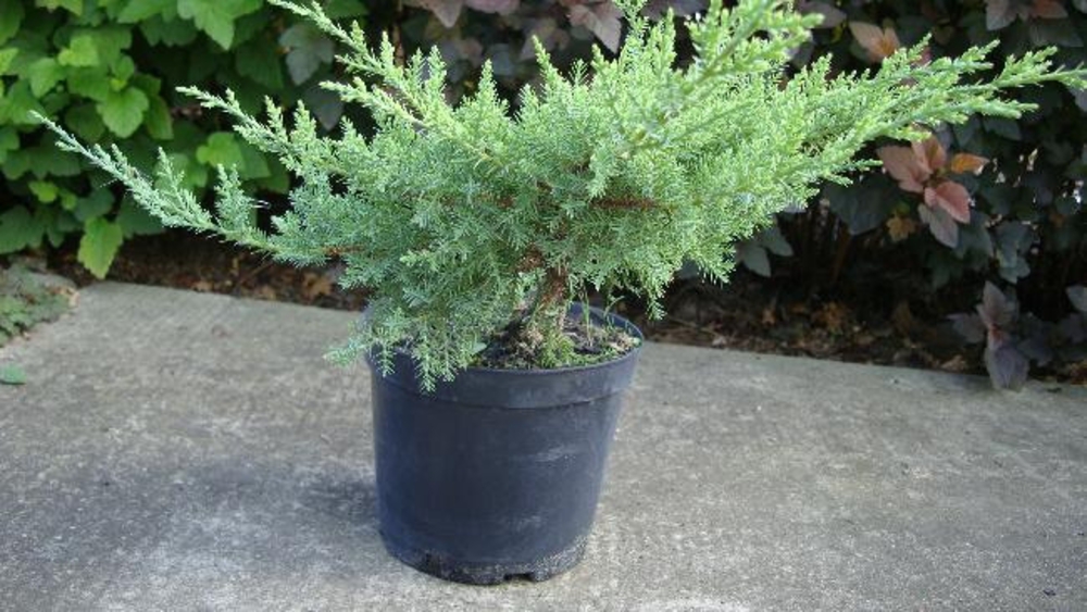 Можжевельник средний Матот (Juniperus x pfitzeriana 'Mathot')