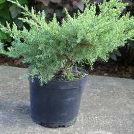 Можжевельник средний Матот (Juniperus x pfitzeriana 'Mathot')