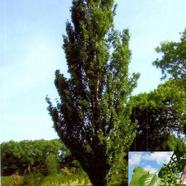 Тополь Советский пирамидальный (Populus 'Sovetskaja Piramidalnaja')